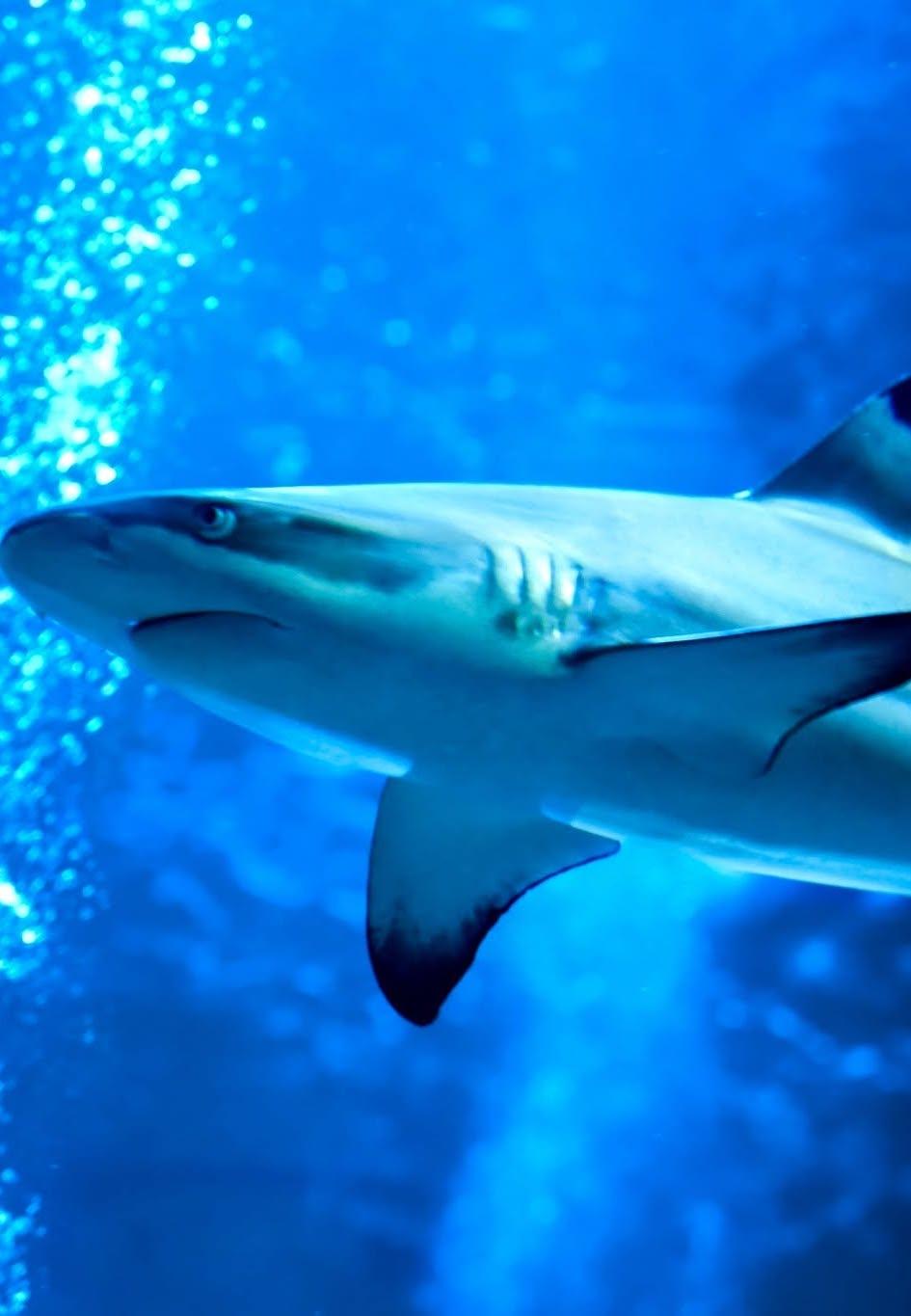Sea Life Blackpool